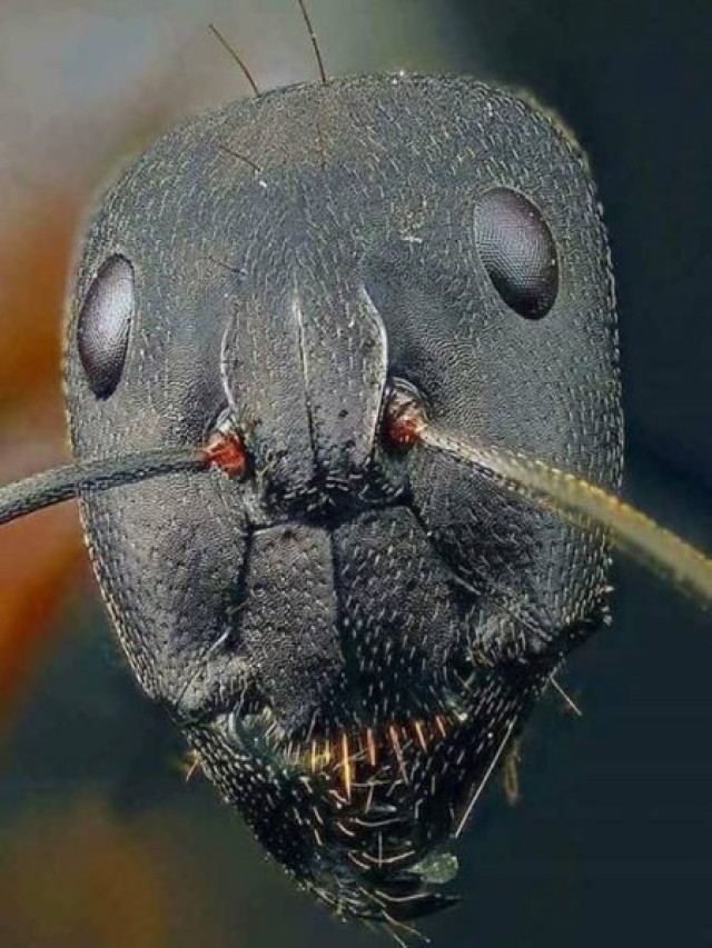 Lista 97+ Foto la hormiga más grande del mundo Cena hermosa