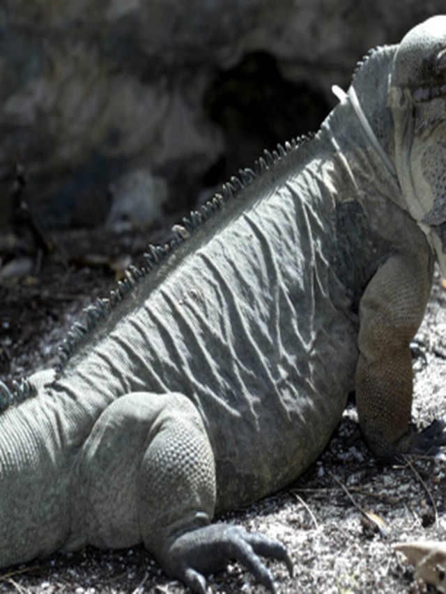 Lista 97+ Foto la iguana mas grande del mundo Cena hermosa