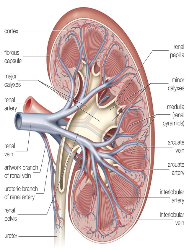 Arriba 100+ Imagen label the schematic drawing of a kidney. Cena hermosa