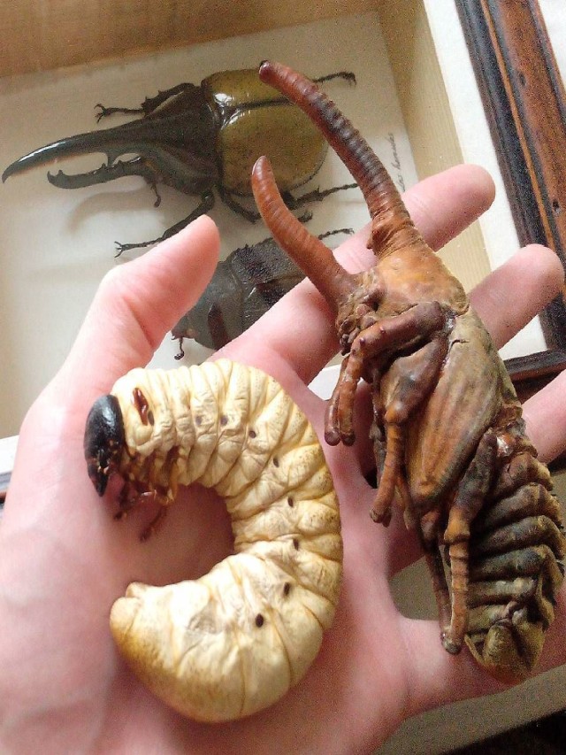 Lista 101+ Foto larva gigante de borneo es real Mirada tensa