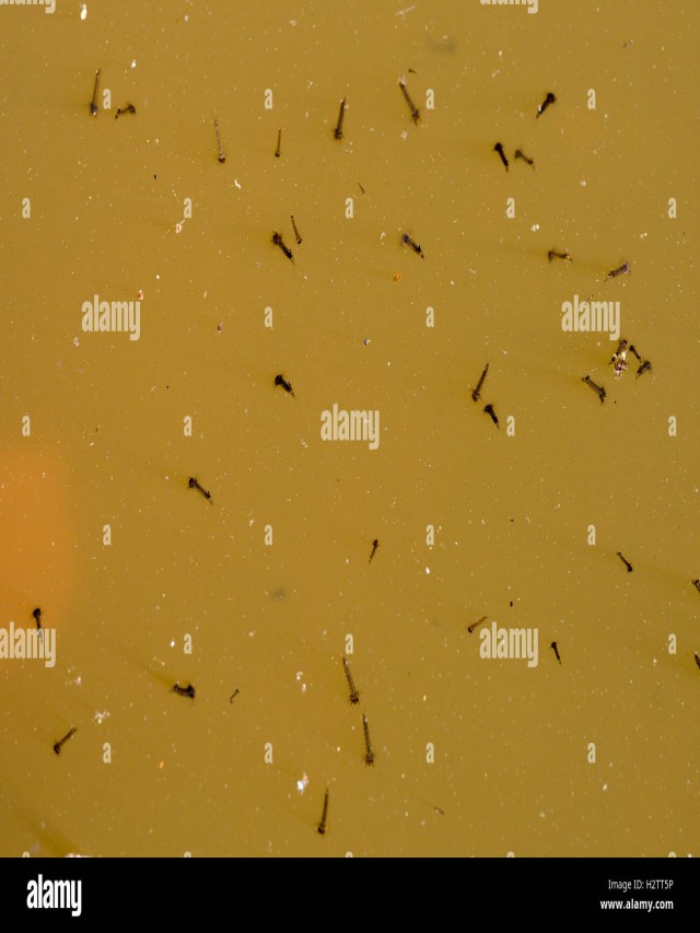 Lista 104+ Foto larvas de mosquito en agua estancada El último