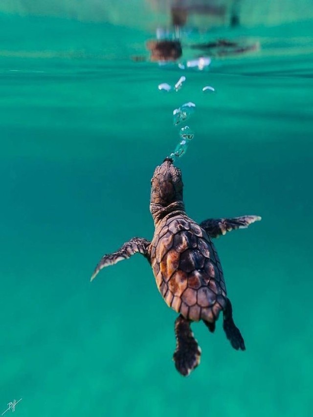 Álbumes 97+ Foto las tortugas duermen en el agua o fuera Cena hermosa