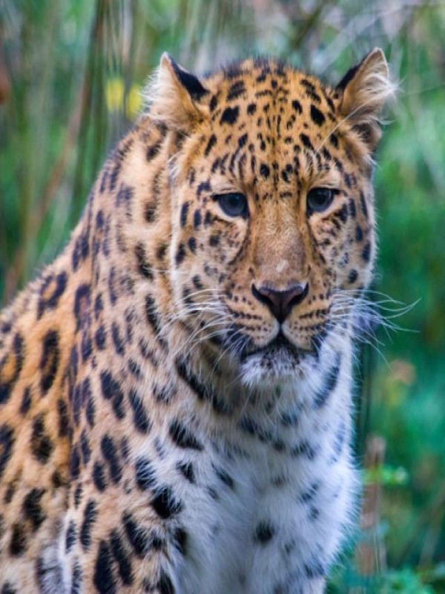Sintético 94+ Foto leopardo de amur en peligro de extincion Alta definición completa, 2k, 4k