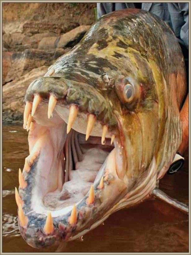 Lista 90+ Foto los peces más peligrosos del mundo Mirada tensa