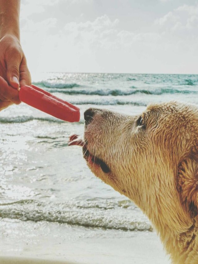 Lista 90+ Foto los perros pueden comer paletas de hielo El último