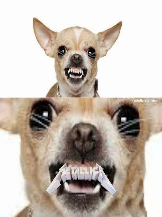 Álbumes 99+ Foto mi perro me enseña los dientes cuando le regaño Alta definición completa, 2k, 4k