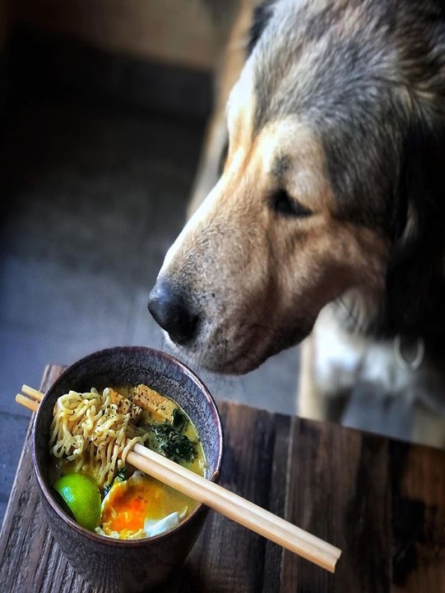 Álbumes 90+ Foto mi perro puede comer sopa de fideo Mirada tensa