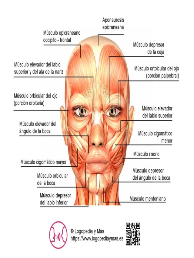 Sintético 91+ Foto musculos y huesos de la cara Lleno