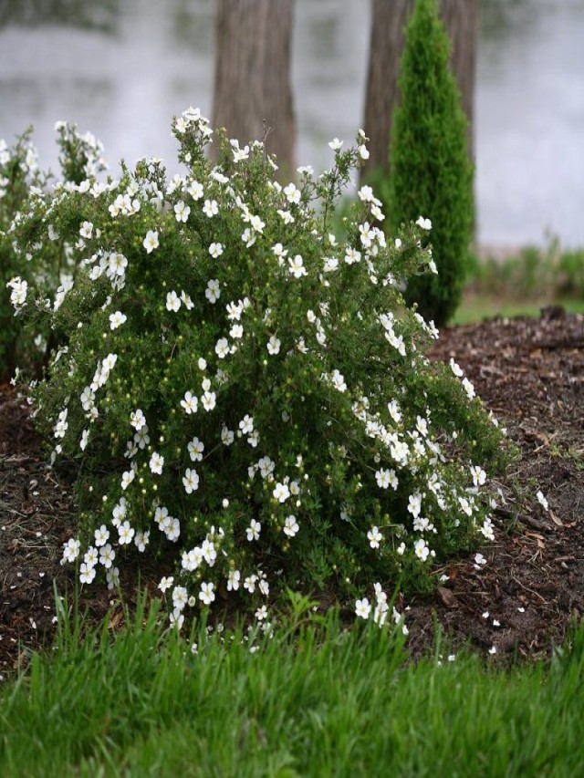 Arriba 91+ Foto nombre de arbusto de flores blancas Mirada tensa