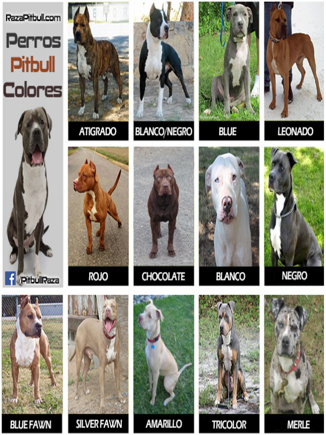Sintético 90+ Foto nombre para perro pitbull macho y su significado Alta definición completa, 2k, 4k