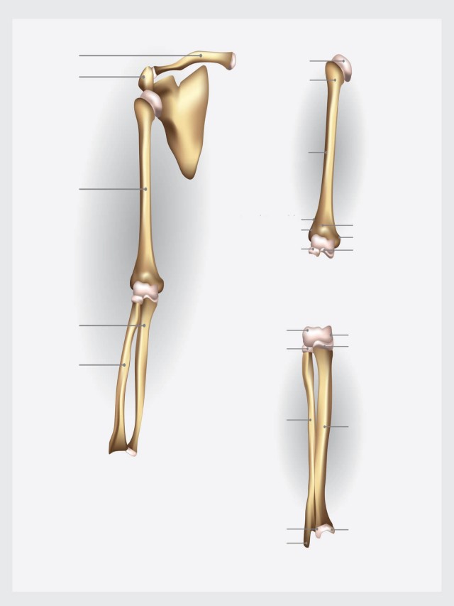 Sintético 92+ Foto nombres de los huesos del brazo Actualizar