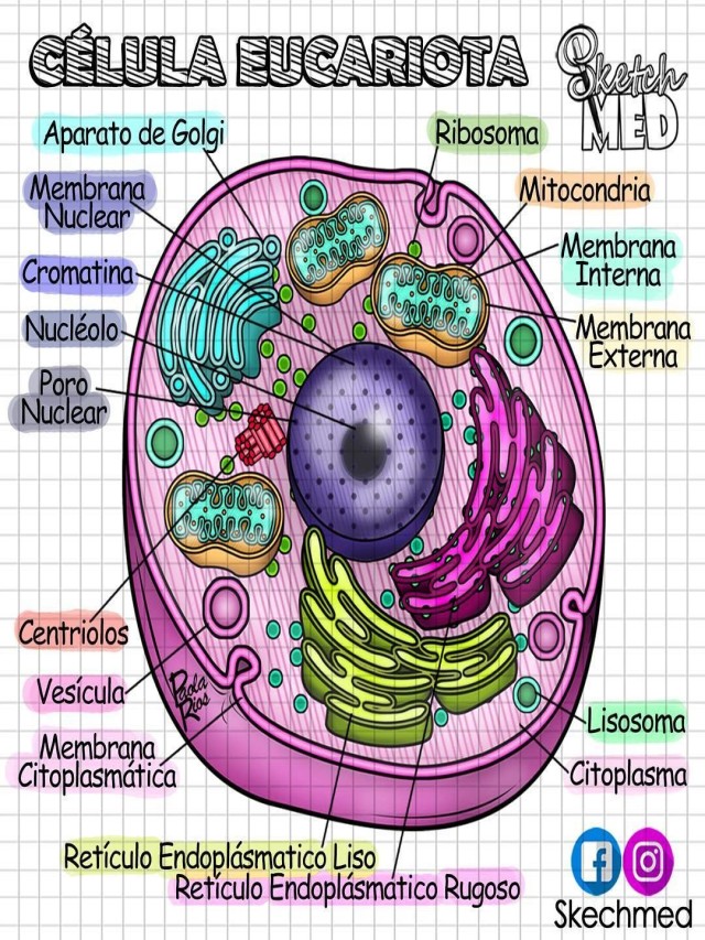 Sintético 92+ Foto organelos de la célula eucariota y sus funciones Lleno