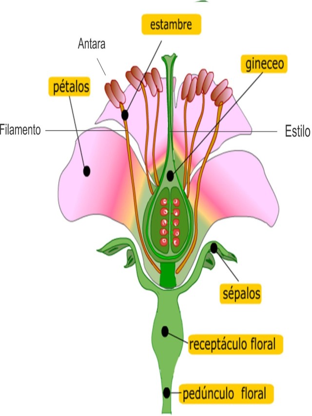 Lista 103+ Foto órgano sexual masculino de una planta con flor El último