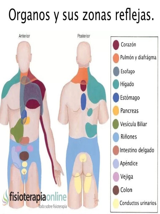 Álbumes 90+ Foto organos del cuerpo humano de espaldas Alta definición completa, 2k, 4k