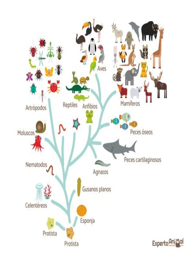 Sintético 100+ Foto origen y evolucion de los animales mapa conceptual Lleno