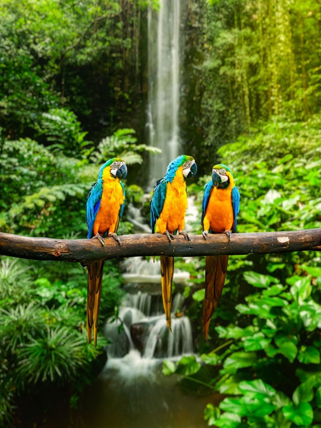 Lista 100+ Foto paisajes de bosques hermosos con animales Mirada tensa