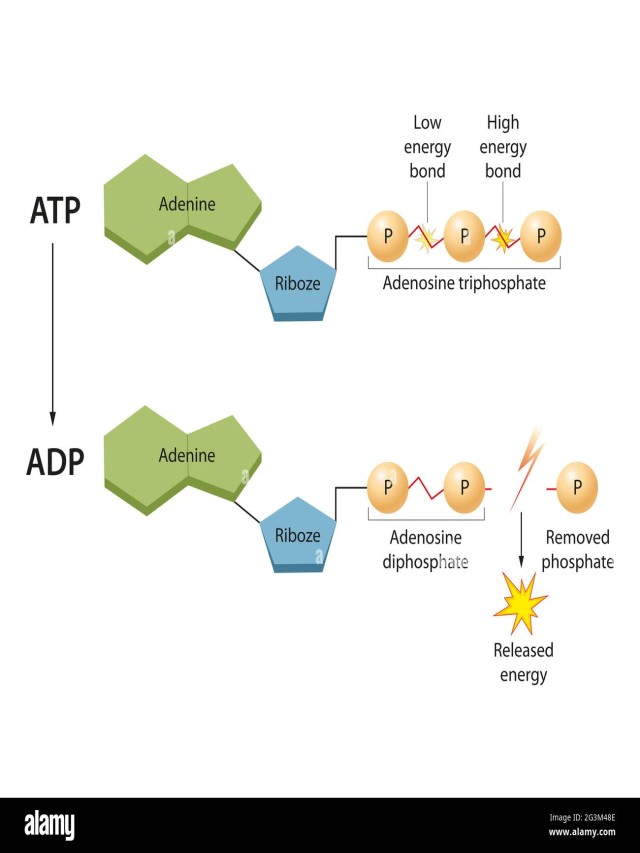 Sintético 97+ Foto papel de las enzimas y el atp en el metabolismo Alta definición completa, 2k, 4k