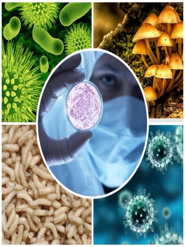 Álbumes 101+ Foto par biomagnético: hongos, virus, bacterias y parásitos“. pdf Mirada tensa