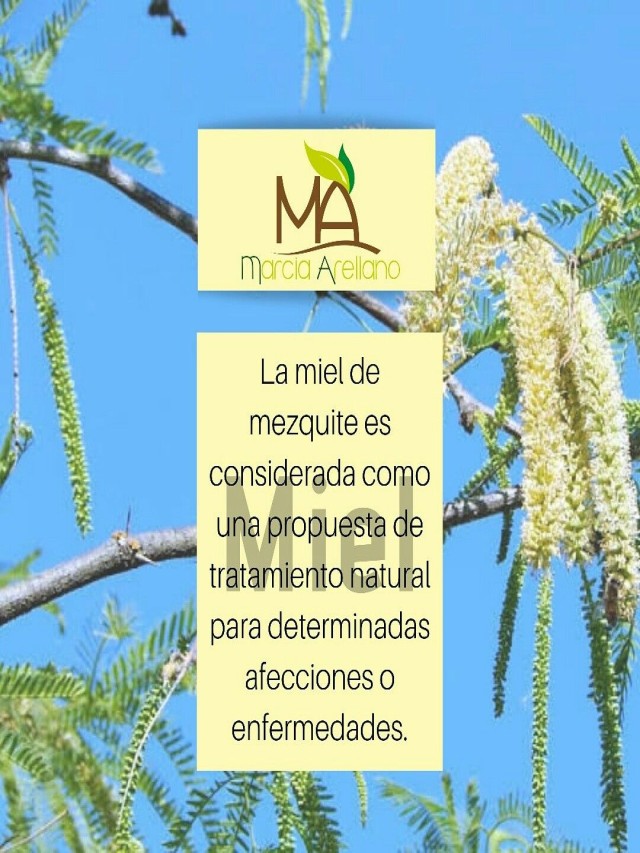 Lista 99+ Foto para que sirve el mezquite como planta medicinal El último