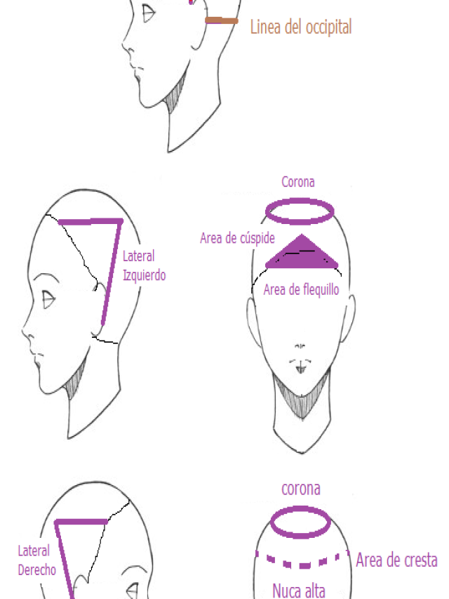 Lista 104+ Imagen partes de la cabeza para corte de cabello Actualizar
