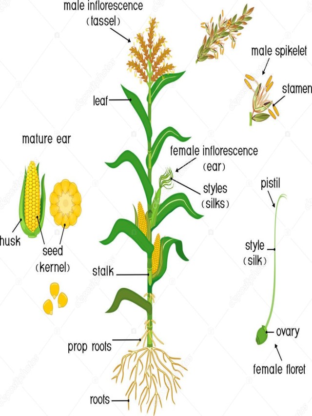Sintético 103+ Foto partes de la planta del maiz Cena hermosa