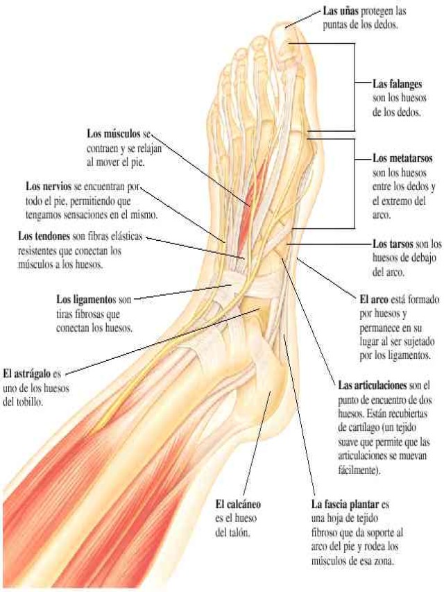 Arriba 105+ Foto partes del cuerpo en el pie en español Lleno