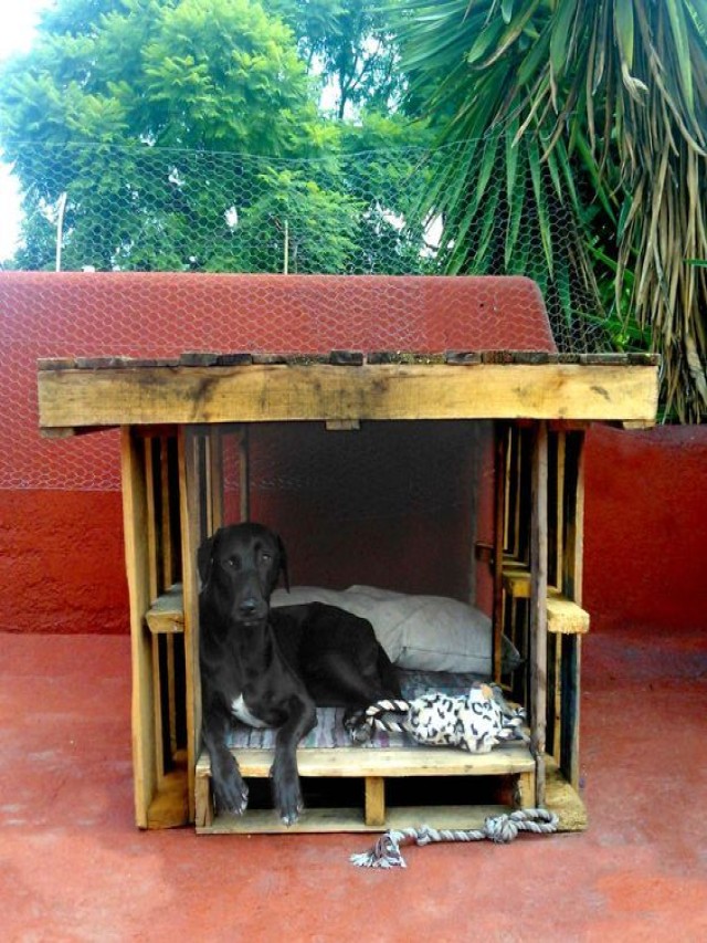Sintético 92+ Foto pasos como hacer una casa para perro con tarimas Alta definición completa, 2k, 4k