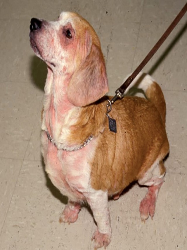 Lista 104+ Foto perro con alergia en la piel Lleno