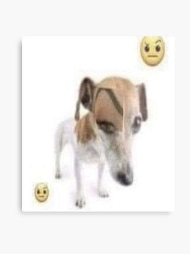 Álbumes 102+ Foto perro con la ceja levantada meme Mirada tensa