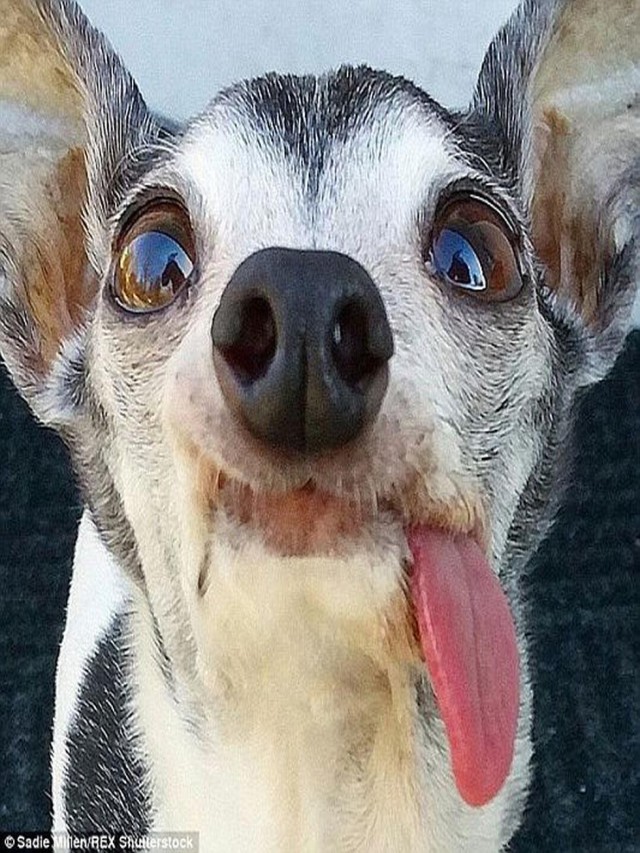 Álbumes 102+ Foto perro con la lengua de fuera Cena hermosa