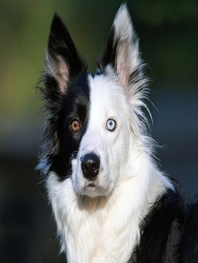 Sintético 104+ Foto perro con un ojo de cada color Lleno