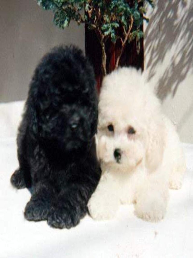 Arriba 90+ Foto perro french poodle negro con blanco Cena hermosa