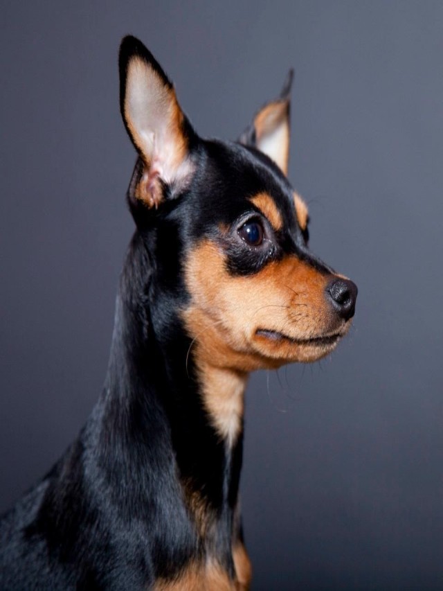 Arriba 101+ Foto perro pincher chihuahua cruce de chiguagua con pincher Actualizar
