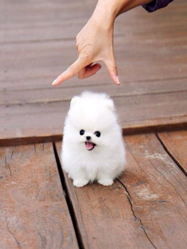 Lista 105+ Foto perros chinos blancos que raza son Cena hermosa