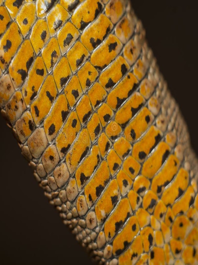 Sintético 90+ Foto piel lizard de que animal es Actualizar
