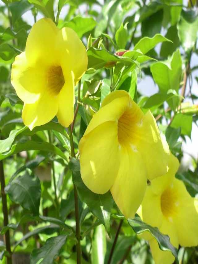 Lista 97+ Foto planta bulbosa con flor en forma de campana Cena hermosa
