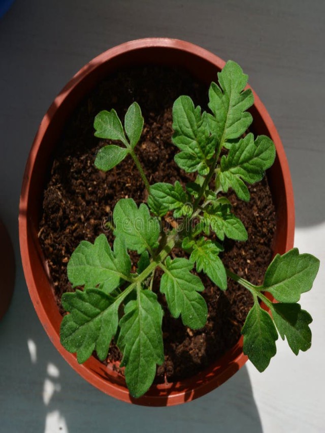 Sintético 101+ Foto planta de tomate verde en maceta Actualizar
