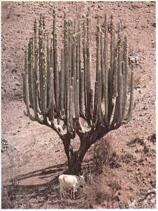 Lista 95+ Foto plantas que viven en el desierto Mirada tensa