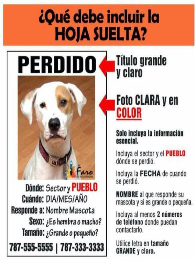 Álbumes 98+ Foto plantilla cartel de se busca perro Mirada tensa