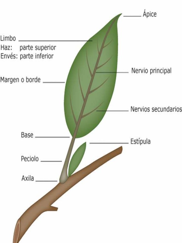 Lista 105+ Foto polisacárido estructural que forma parte de las hojas de las plantas Lleno