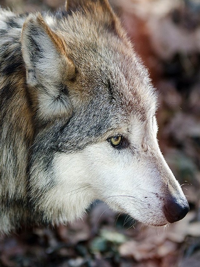 Arriba 102+ Foto por que esta en peligro de extincion el lobo gris mexicano El último