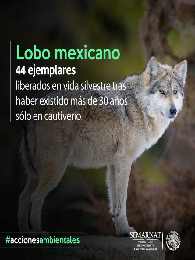 Sintético 102+ Foto porque el lobo mexicano está en peligro de extinción Cena hermosa