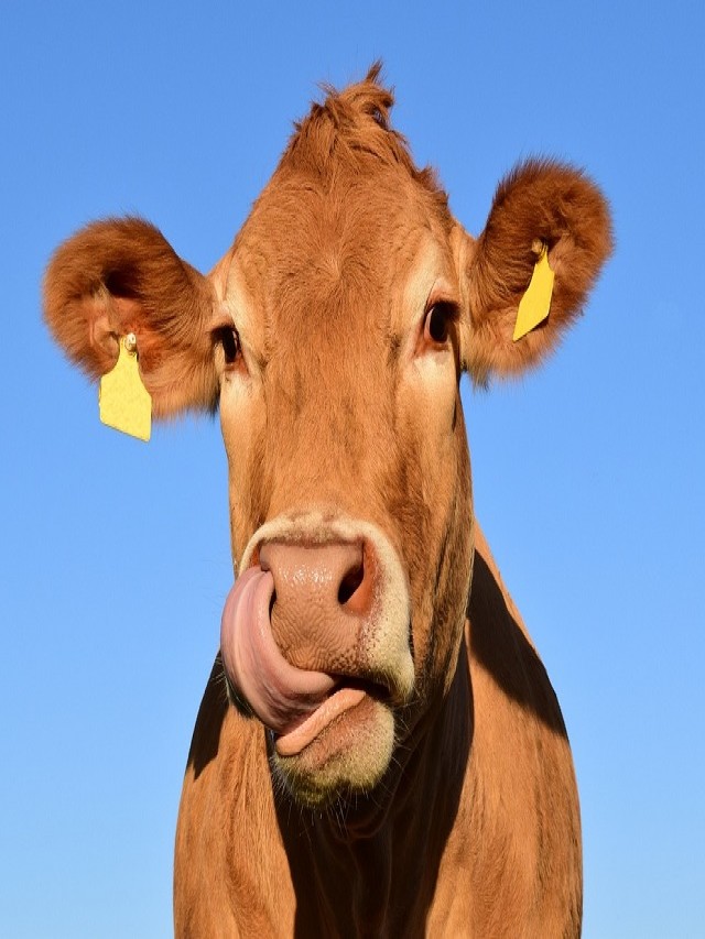 Arriba 94+ Foto porque la vaca tiene 4 estómagos Mirada tensa