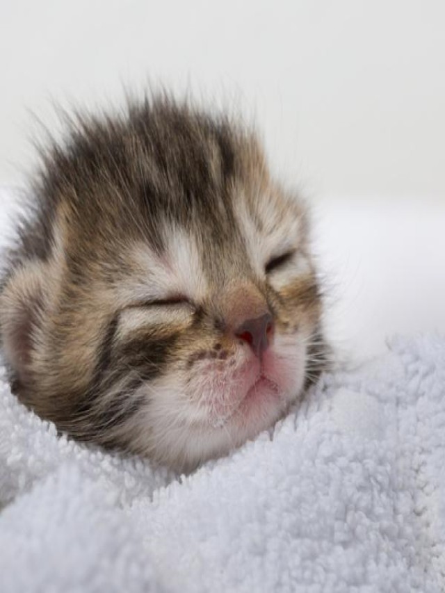 Lista 97+ Foto porque las gatas se comen a sus gatitos recién nacidos Actualizar