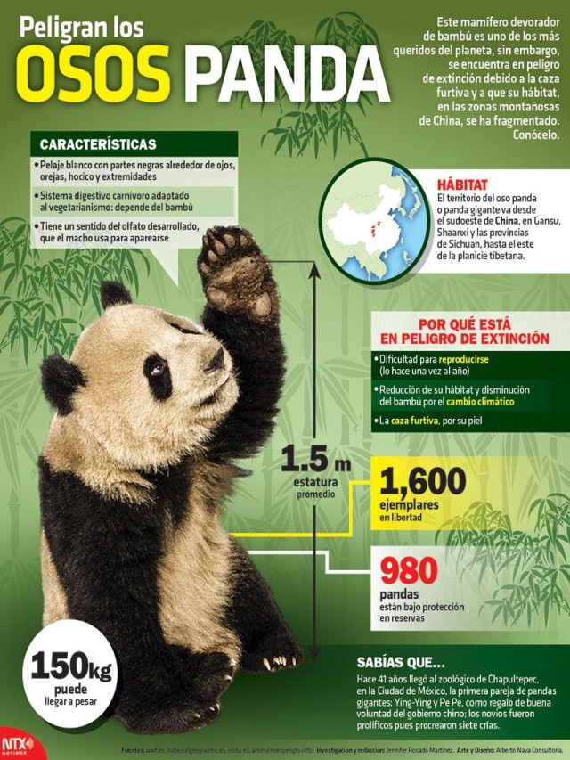 Lista 104+ Foto porque los osos pandas estan en peligro de extincion Mirada tensa