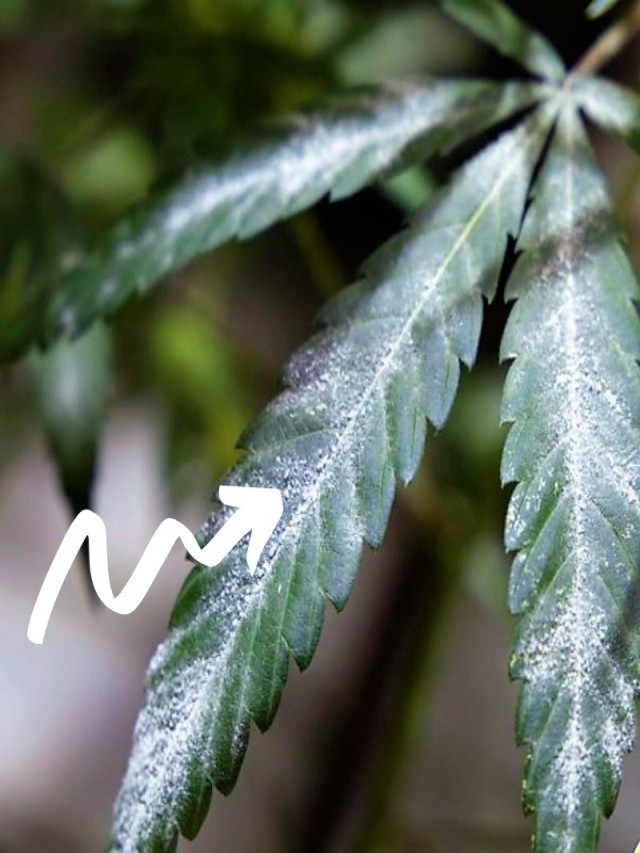 Sintético 104+ Foto porque se ponen blancas las hojas de las plantas Cena hermosa