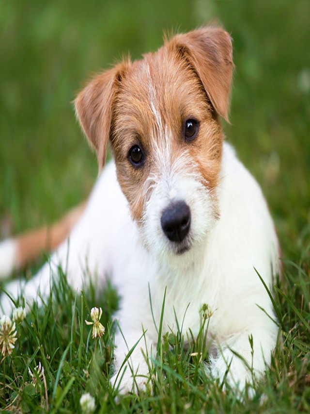 Arriba 104+ Foto precio de un perro jack russell terrier Lleno