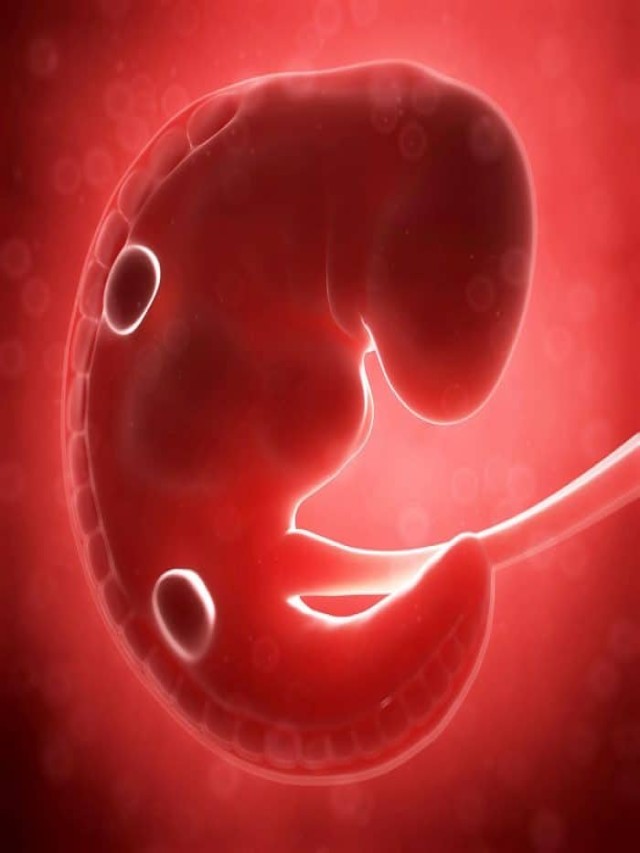 Lista 95+ Foto primer mes de embarazo desarrollo del feto Alta definición completa, 2k, 4k