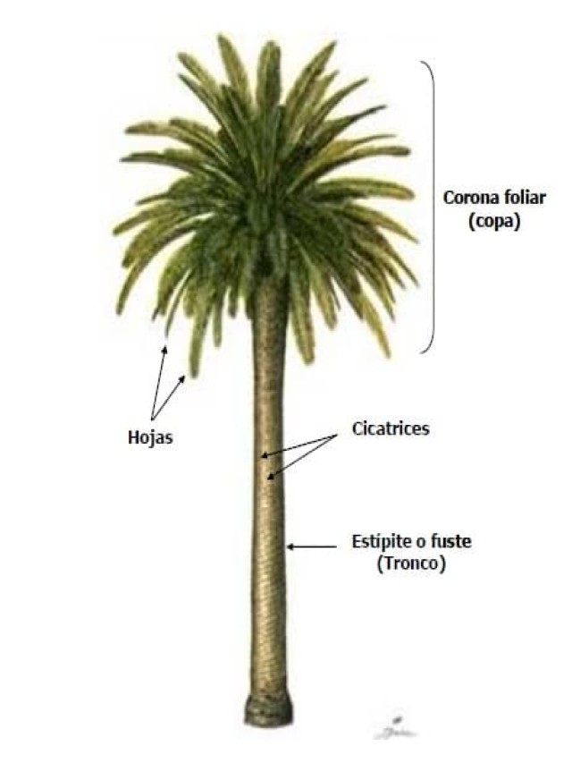 Sintético 92+ Foto pueden las raíces de las palmeras levantan el suelo Actualizar