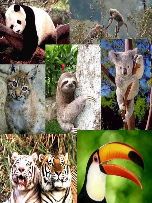 Sintético 103+ Foto qué animales hay en el bosque tropical El último
